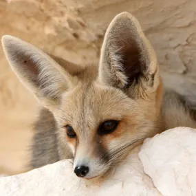 Fennec