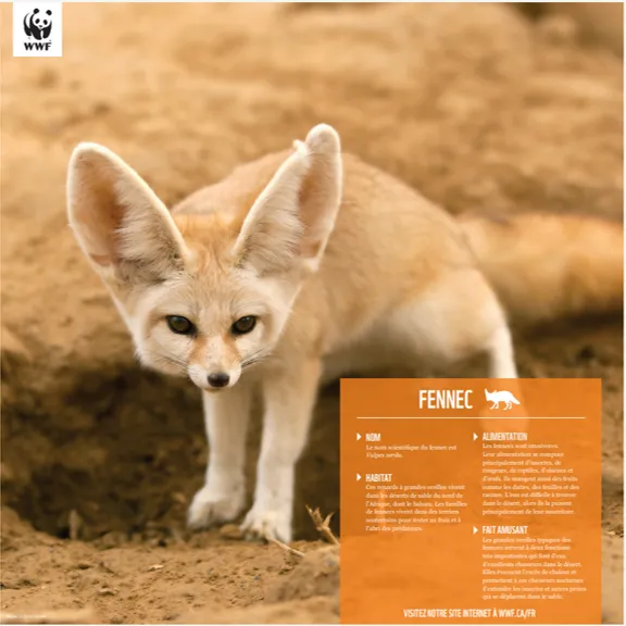 Fennec