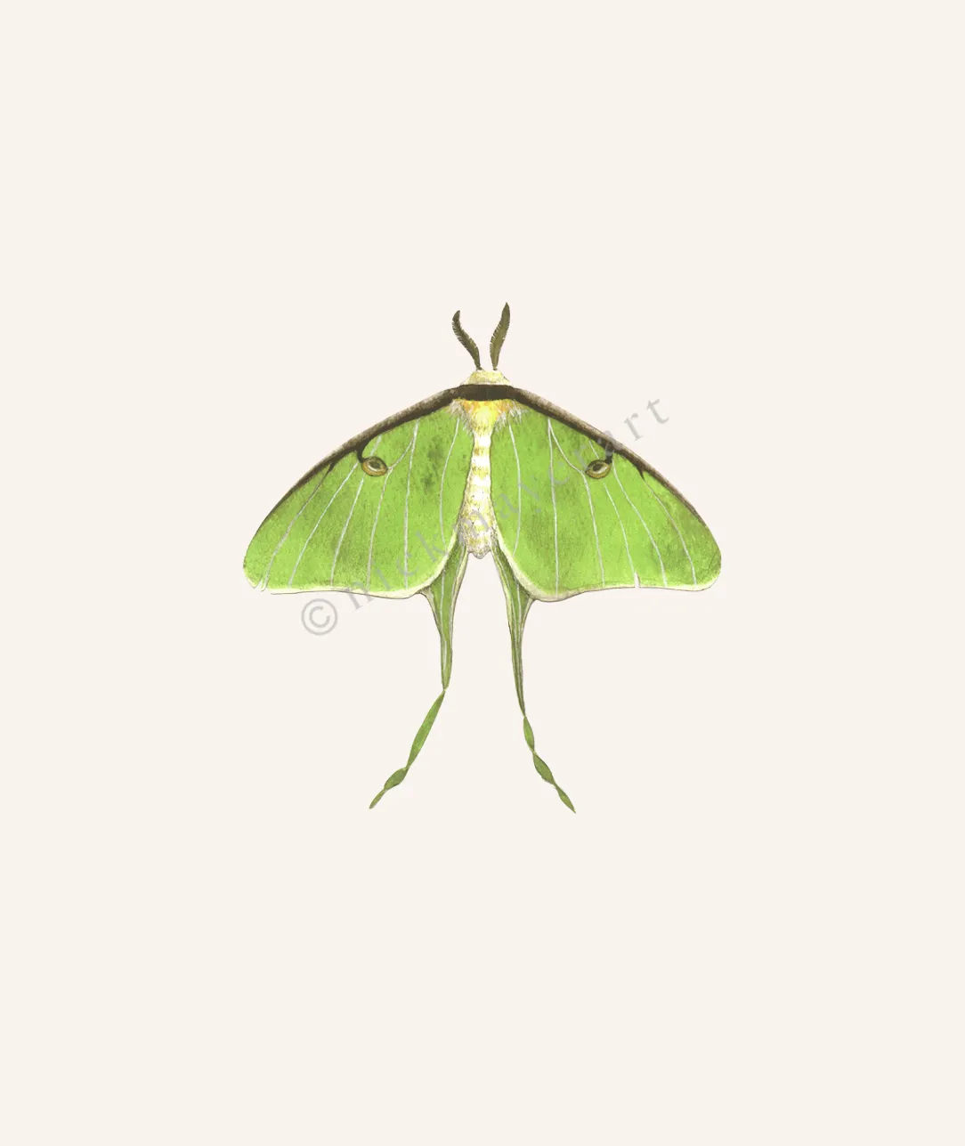 Luna Moth Print