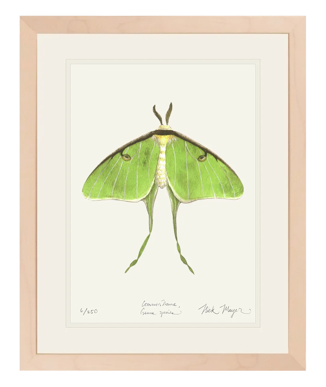 Luna Moth Print