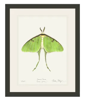 Luna Moth Print