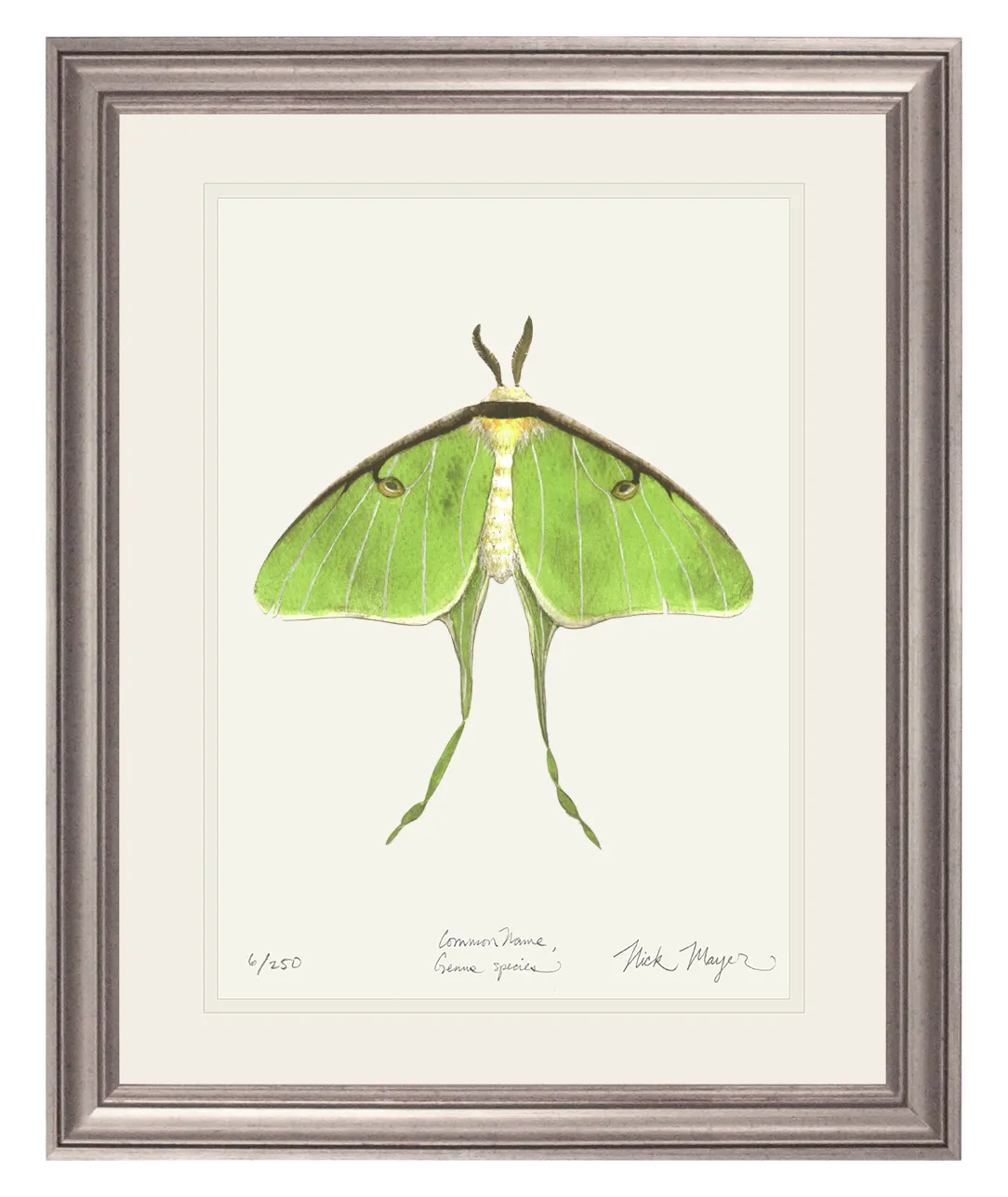 Luna Moth Print