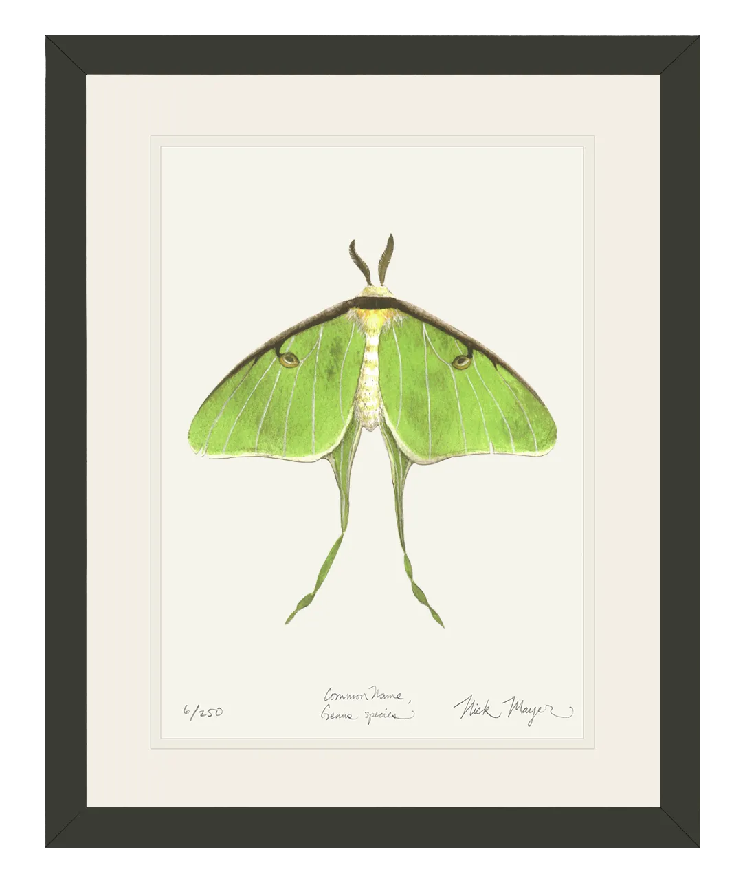 Luna Moth Print