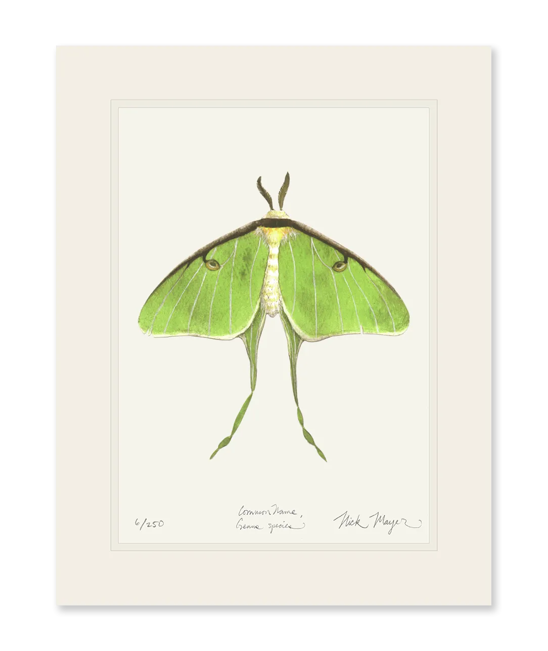 Luna Moth Print