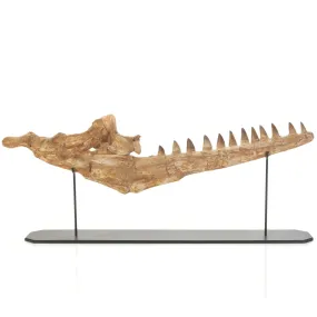 Moroccan Mosasaurus Jaw Fossil  - 26